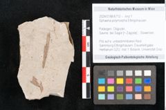 Foto (Objekt + Etikett) von Sphaeria polymorpha Ettingshausen (NHMW-GEO-2024-0188-6712)